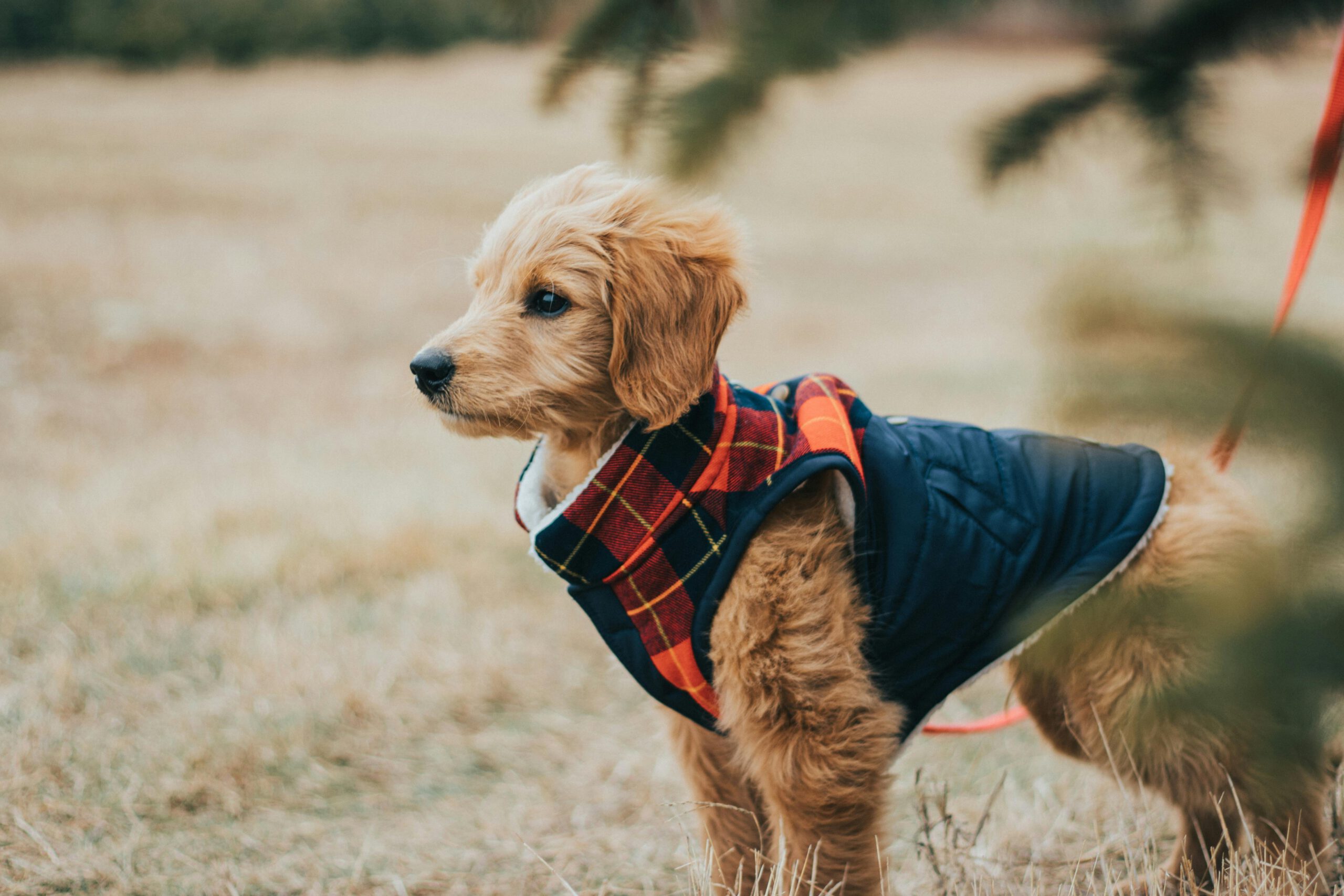 Premium Goldendoodle Puppies in Ohio