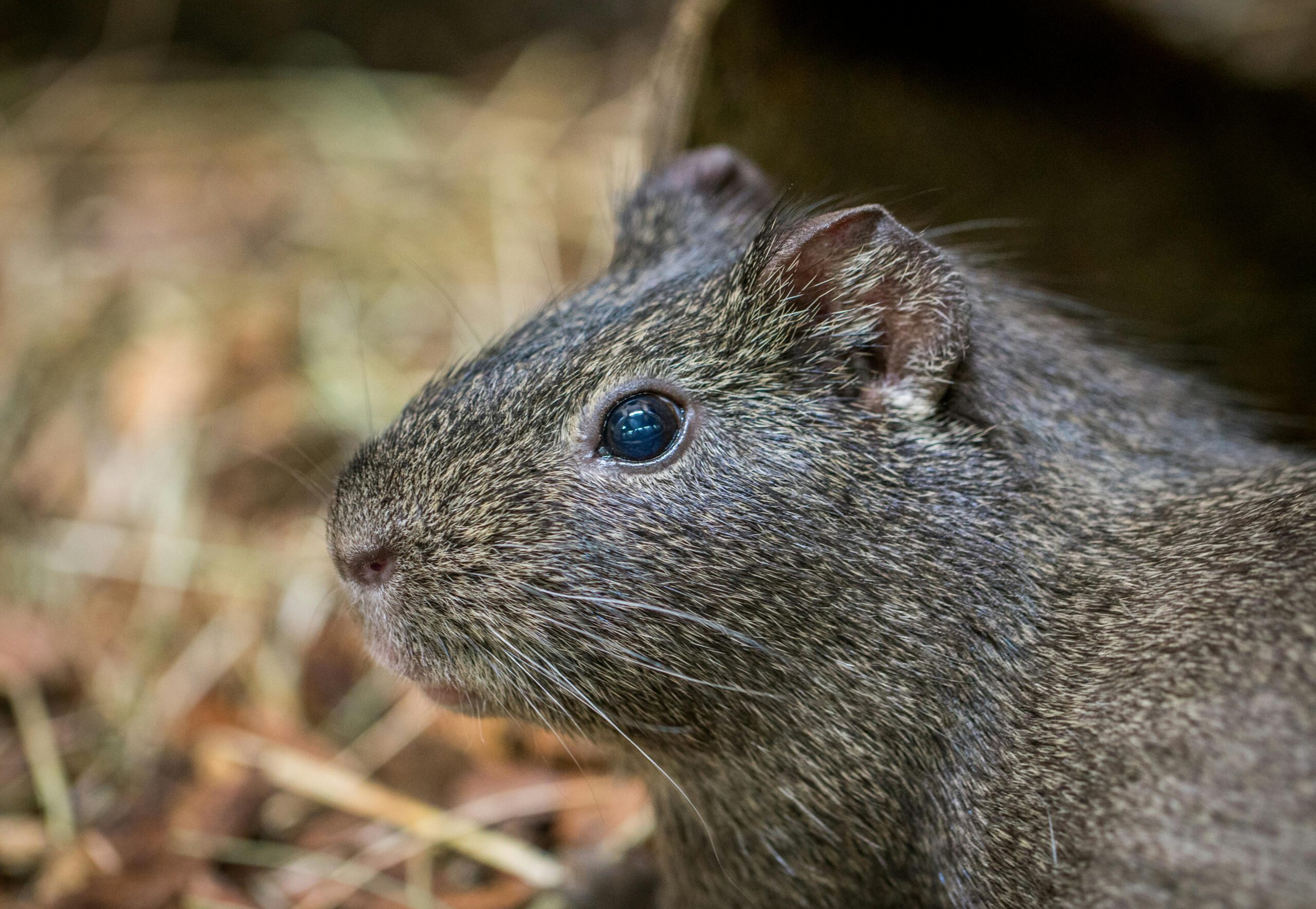 Expert Texas Roof Rat Removal Service