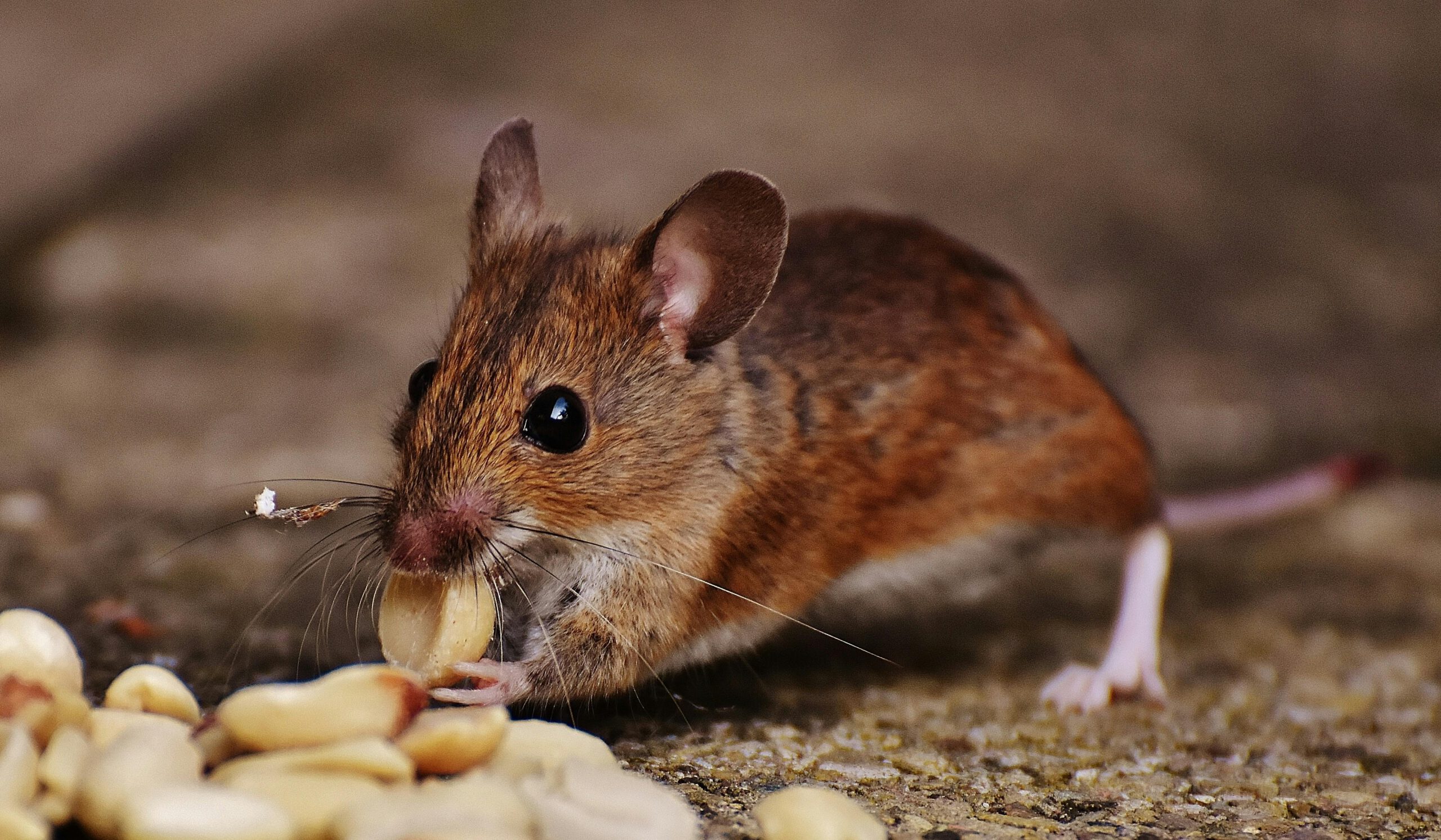 Premier Bakersfield Exterminator Ensuring Pest-Free Living