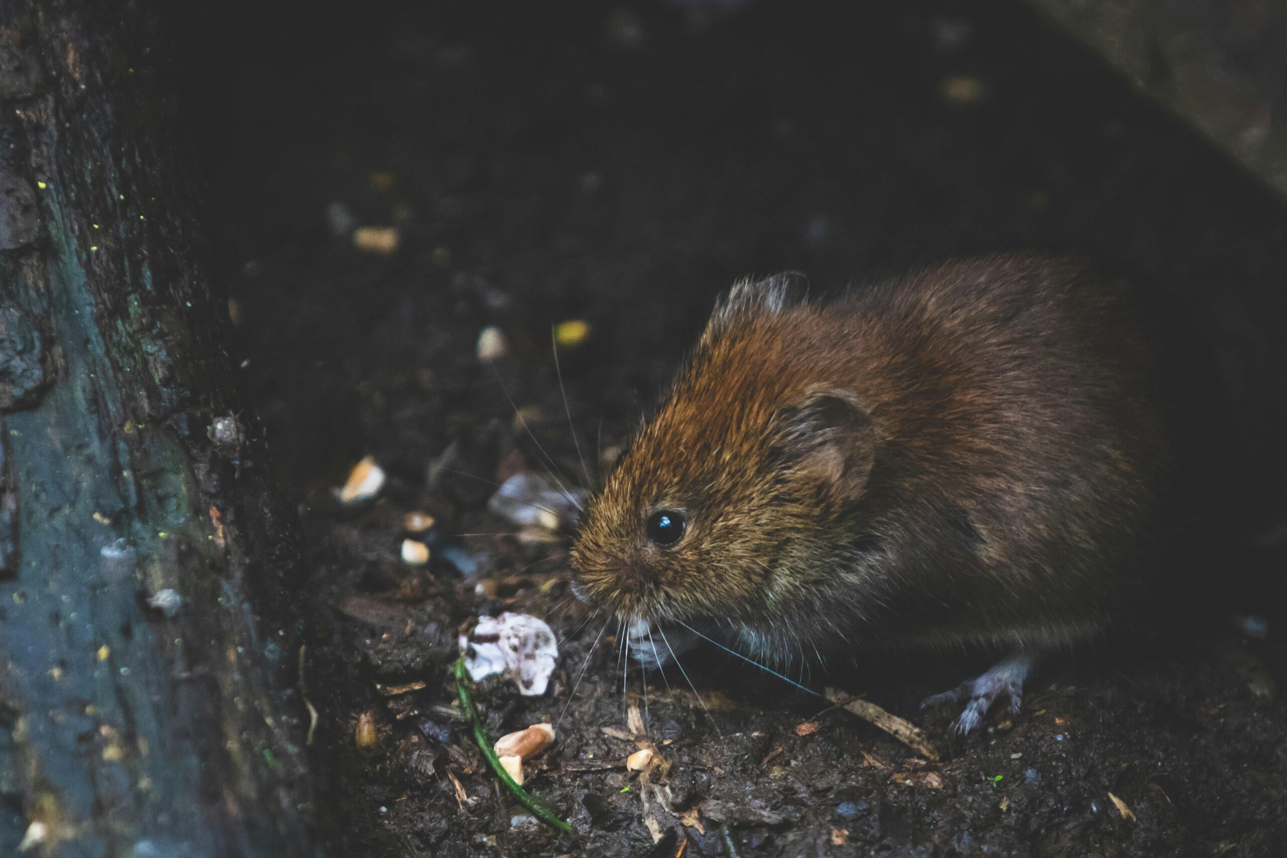 The Premier Choice for Louisville Pest Control
