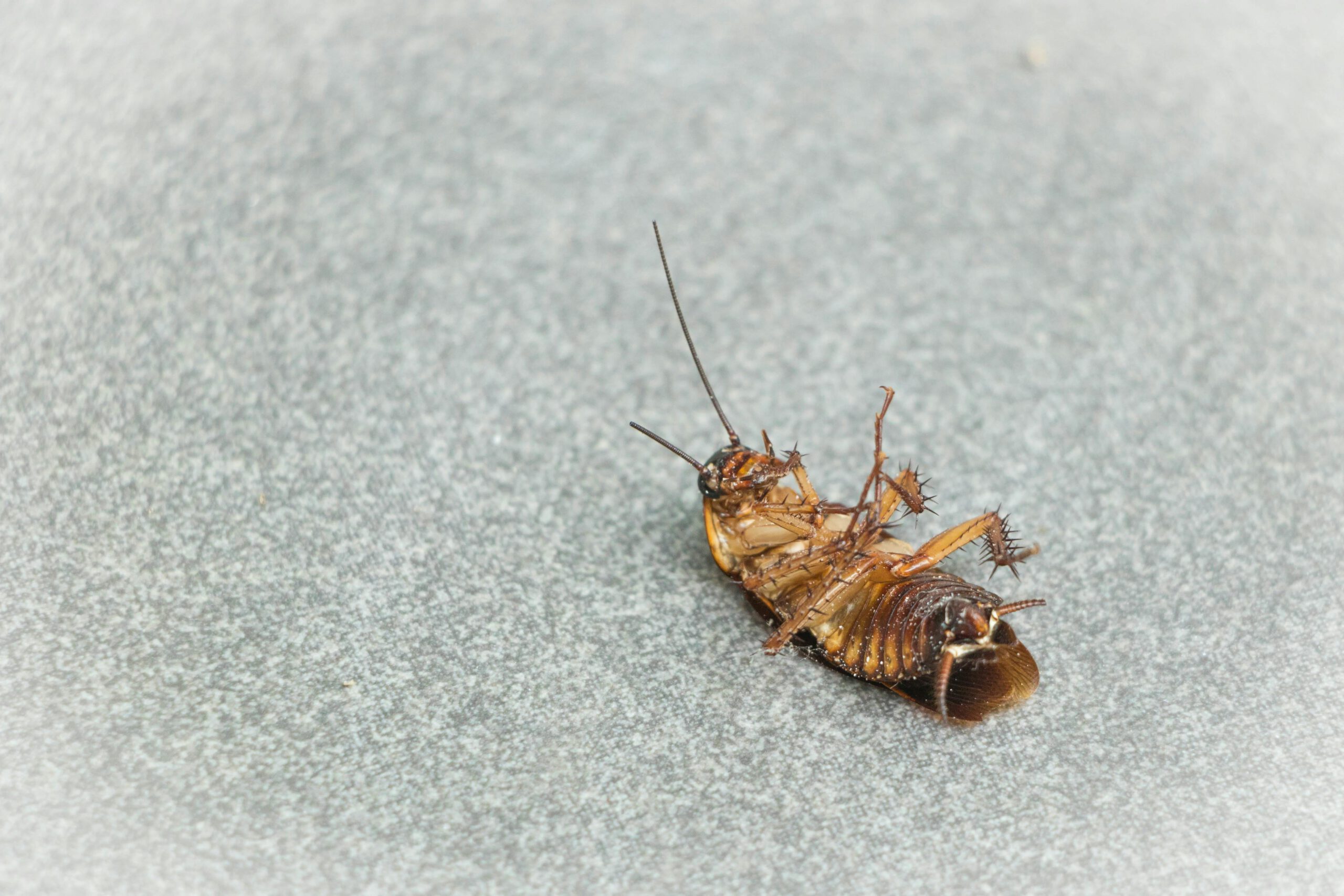 Kansas City Pest Control Enhances Pest Management Services in Overland Park