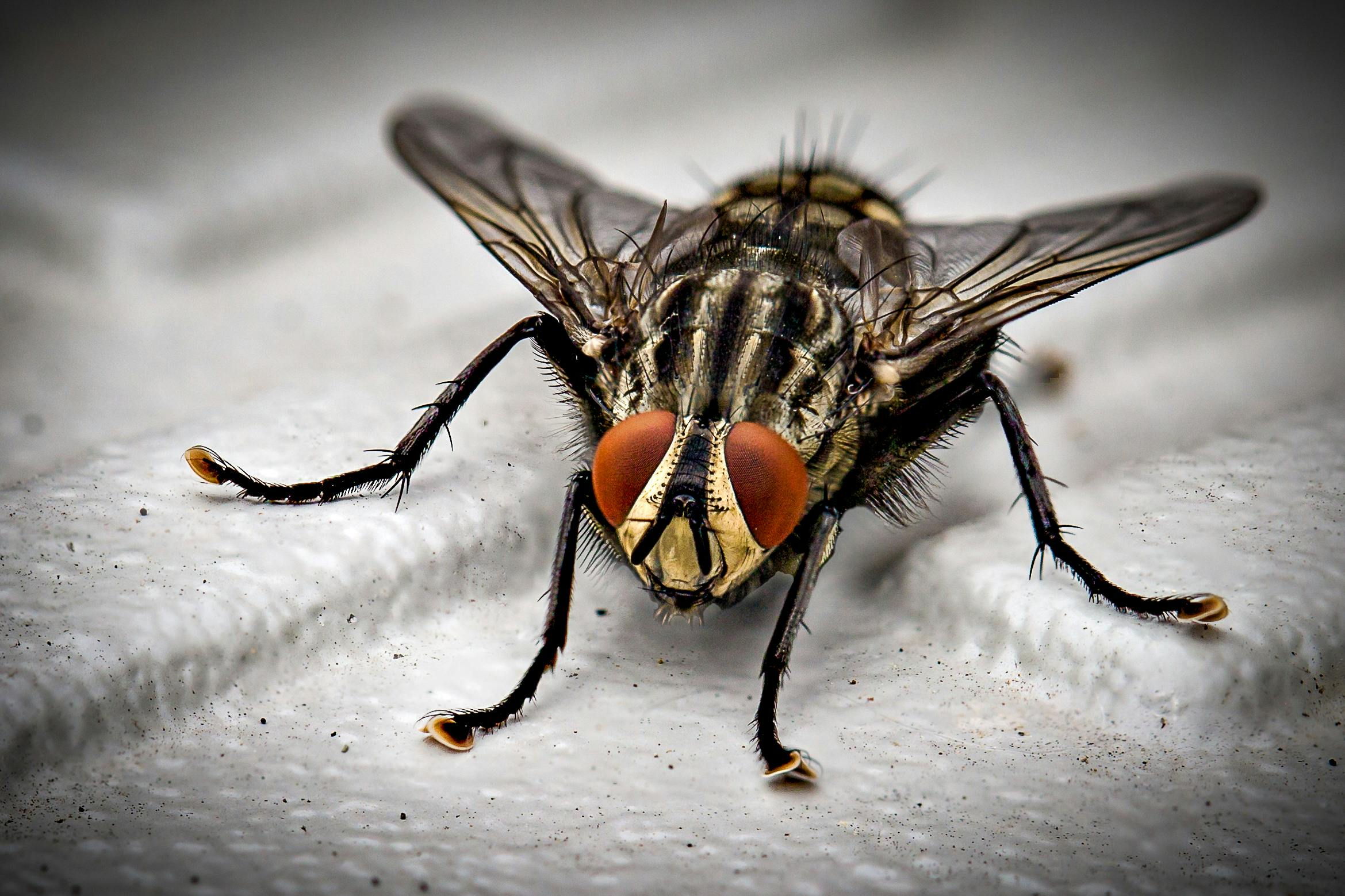 Facility Pest Control Brings Top-Notch Pest Control Solutions to Thousand Oaks