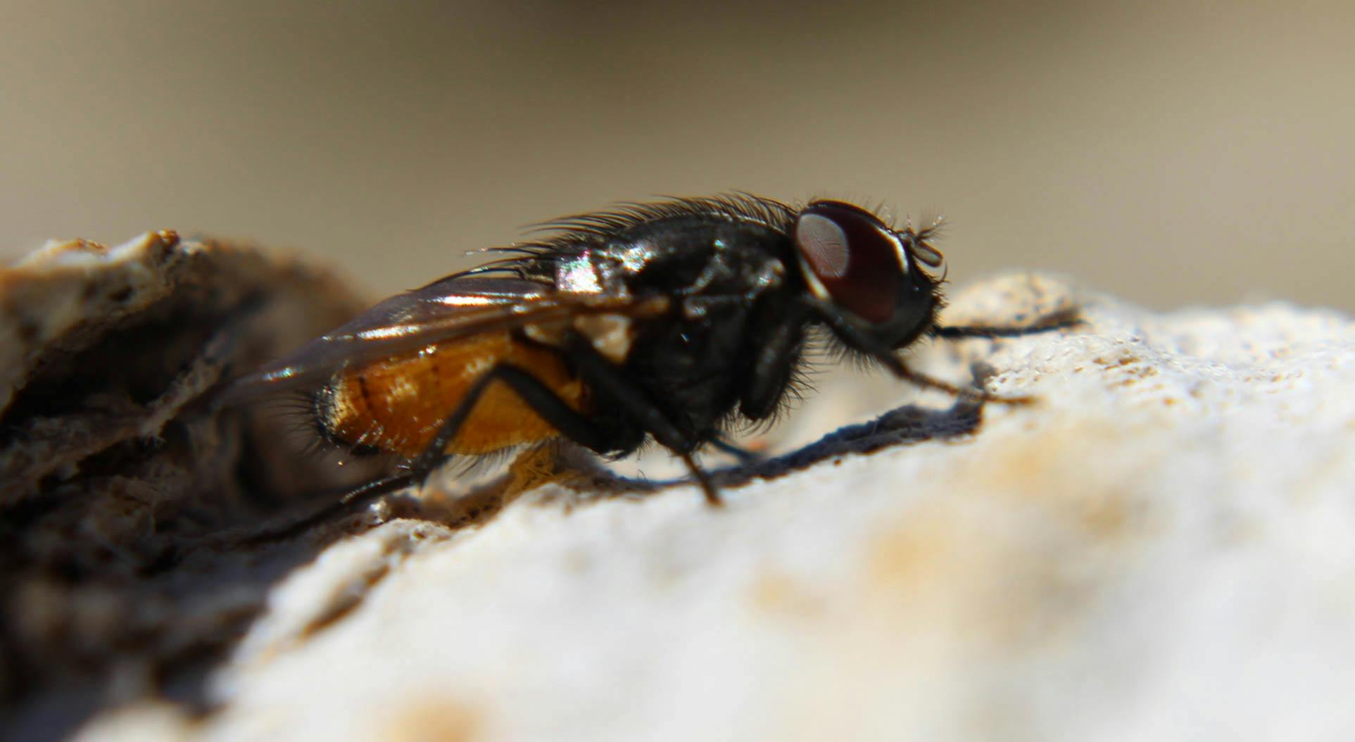 Your Trusted Partner for Pest Control in Abbotsford, BC