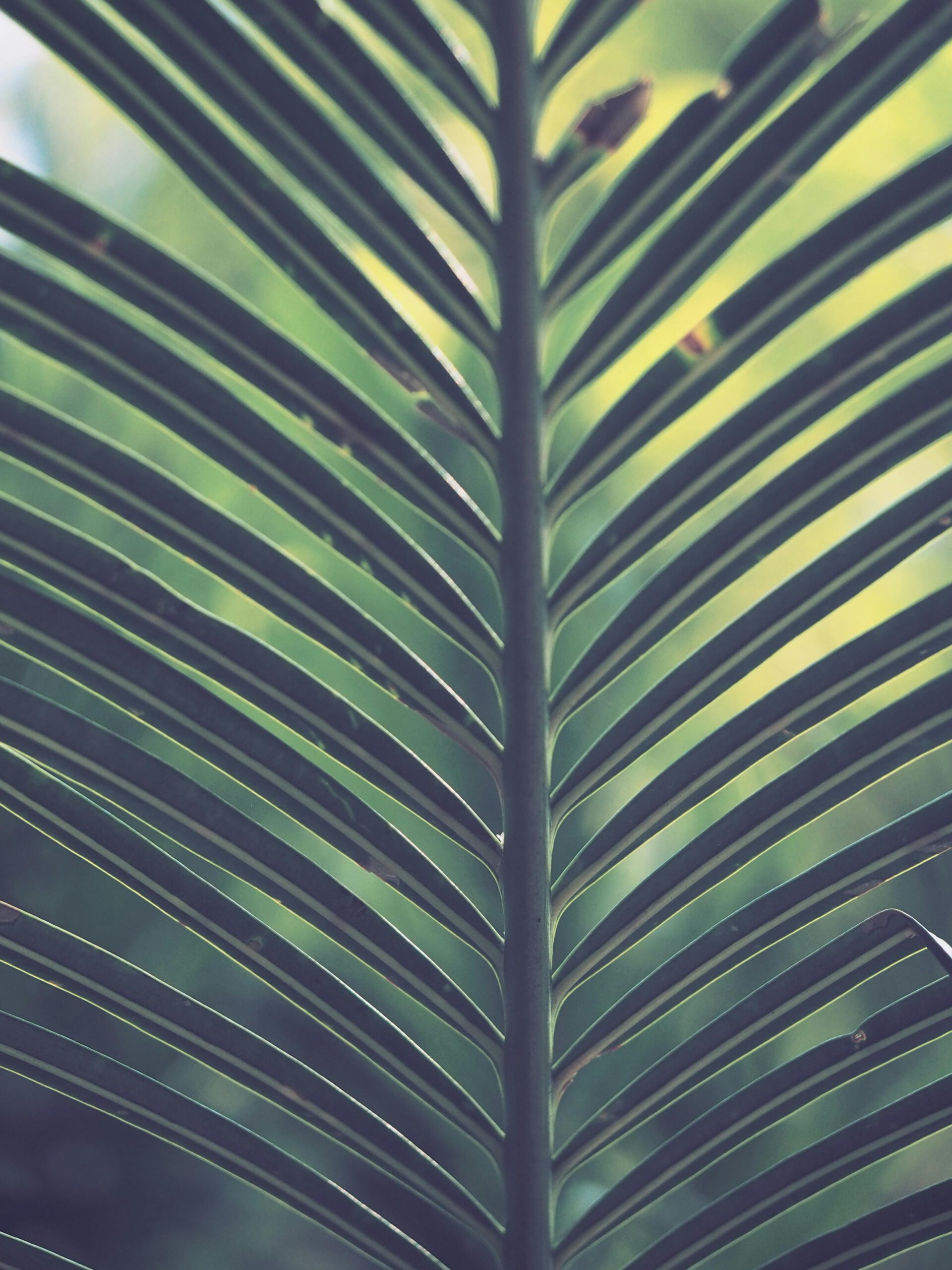 Expert Phoenix Palm Tree Trimming Services